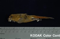 藏品(黃羽鸚嘴)的圖片